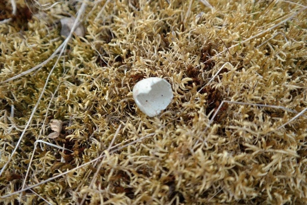 What kind of egg is that? @Näsets Marcusgård