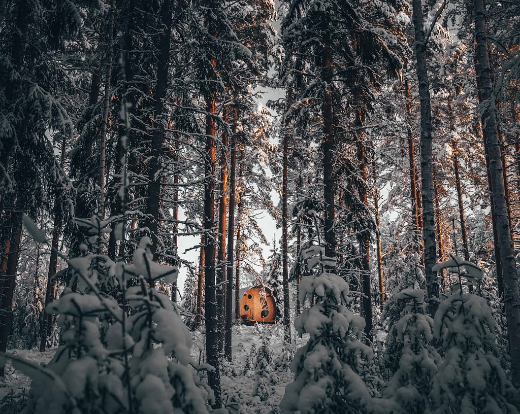 hidden in the woods: the oddis öga