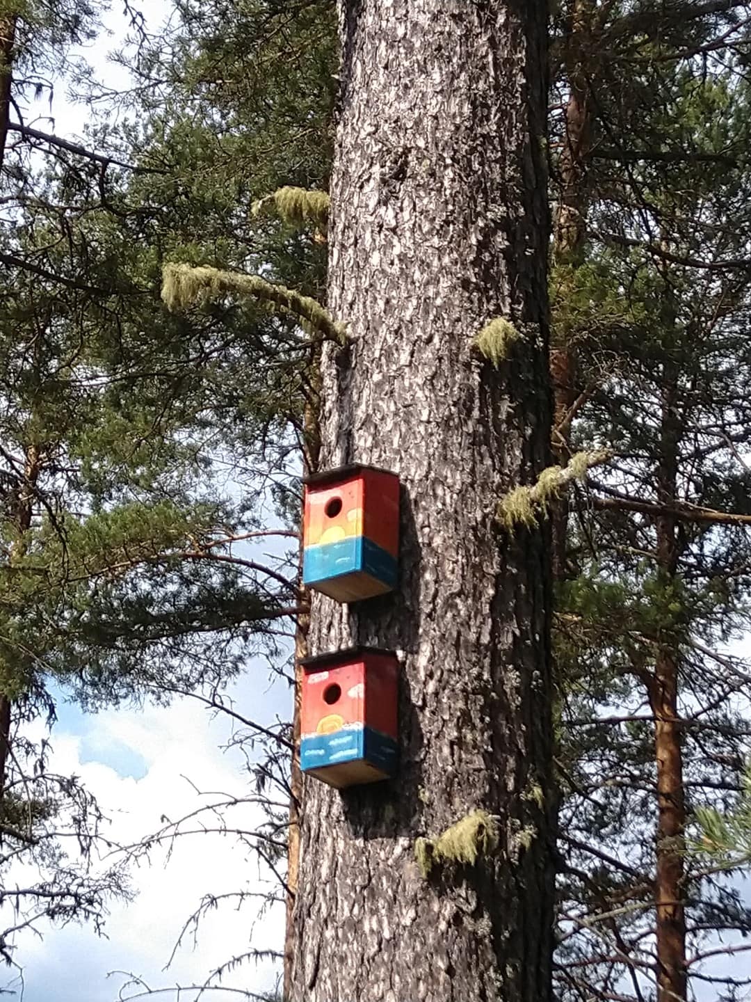 Painted bat box mounted on a tree with visible, charming paintwork