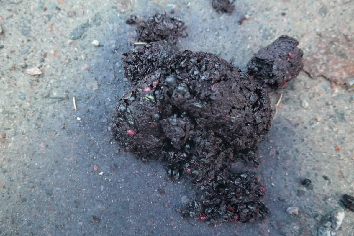 bear poop