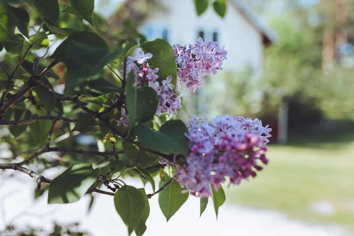 spring