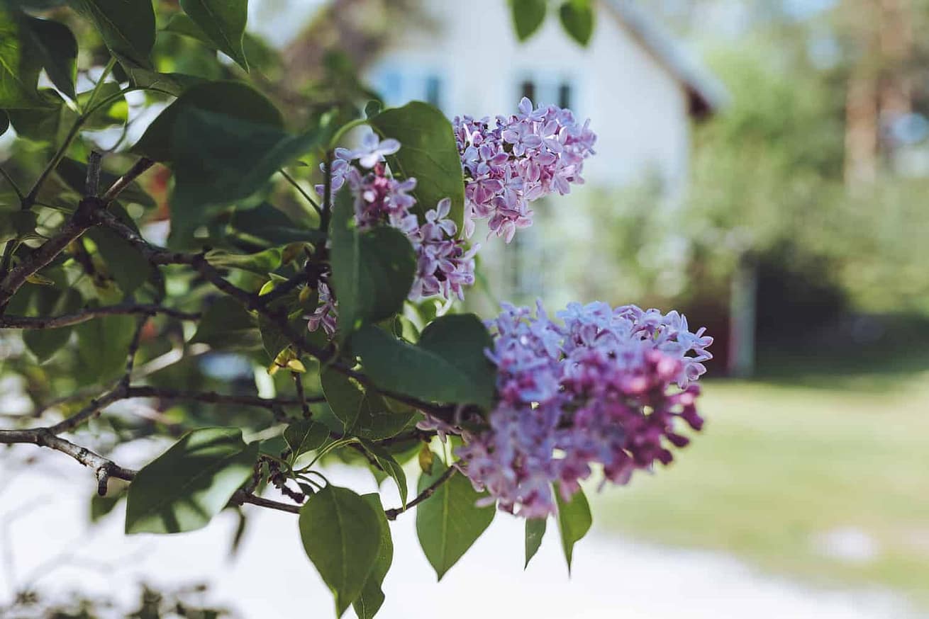 spring