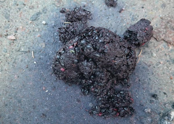 bear poop