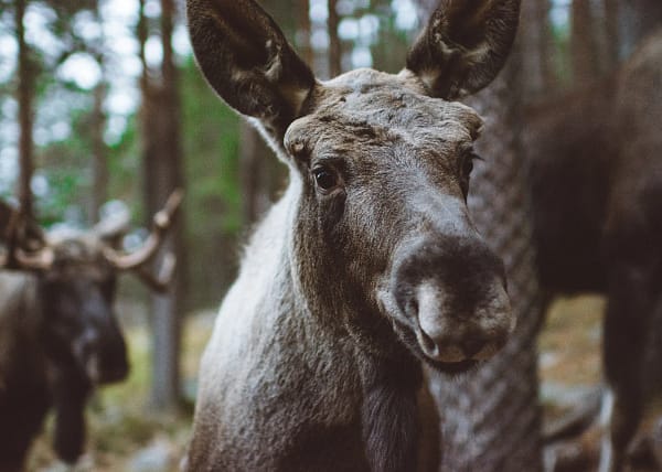 Moose