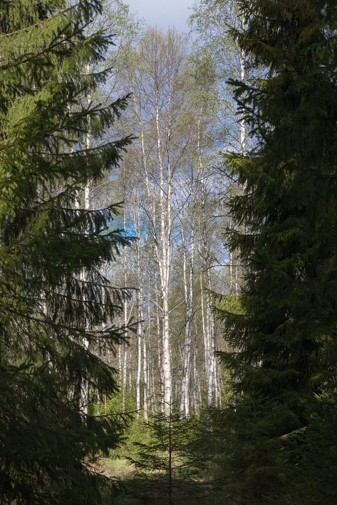 Het diepe en rustgevende bos in Furudal, Dalarna, waar lichte berkenbomen doorschemeren tussen donkere dennen op Näsets Marcusgård.