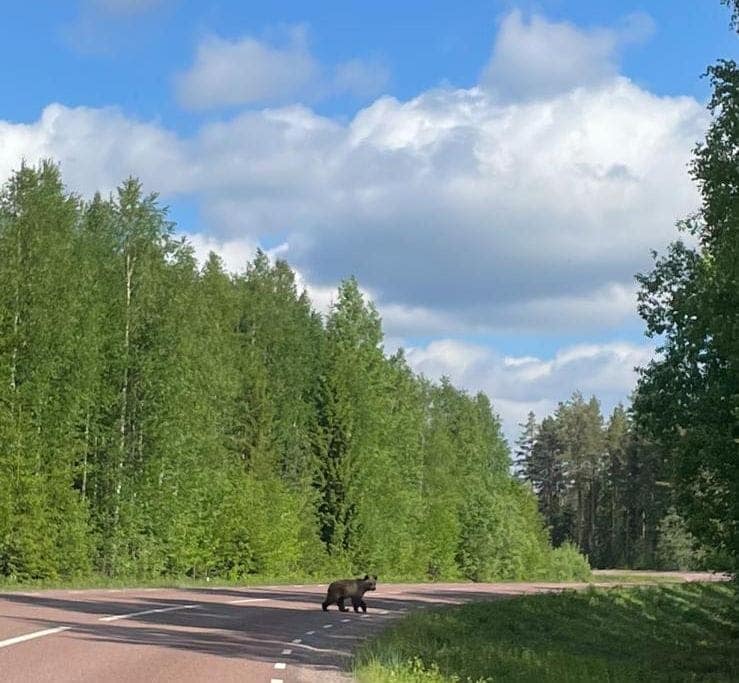 Explore Wild Sweden in a Day
