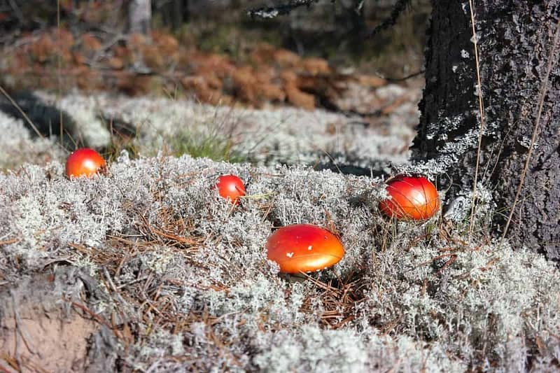 coloured mushrooms