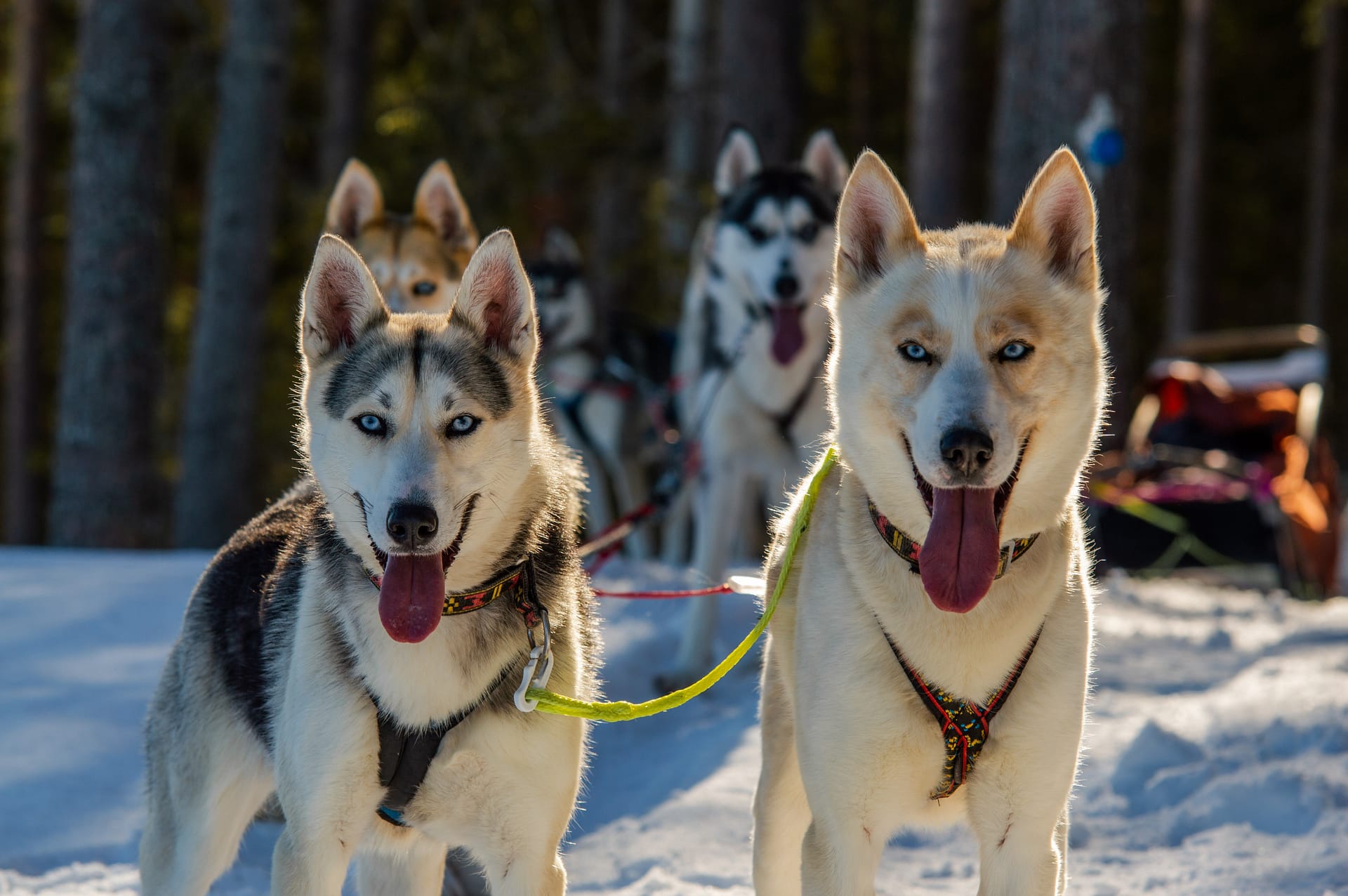 Upplev en av världens äldsta transportmedel med hundspann!